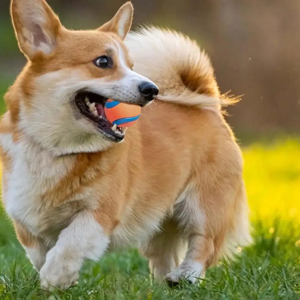 Durable Dog Fetch Ball Toy ¨C Tough Chew & Training Ball for All Dog Sizes