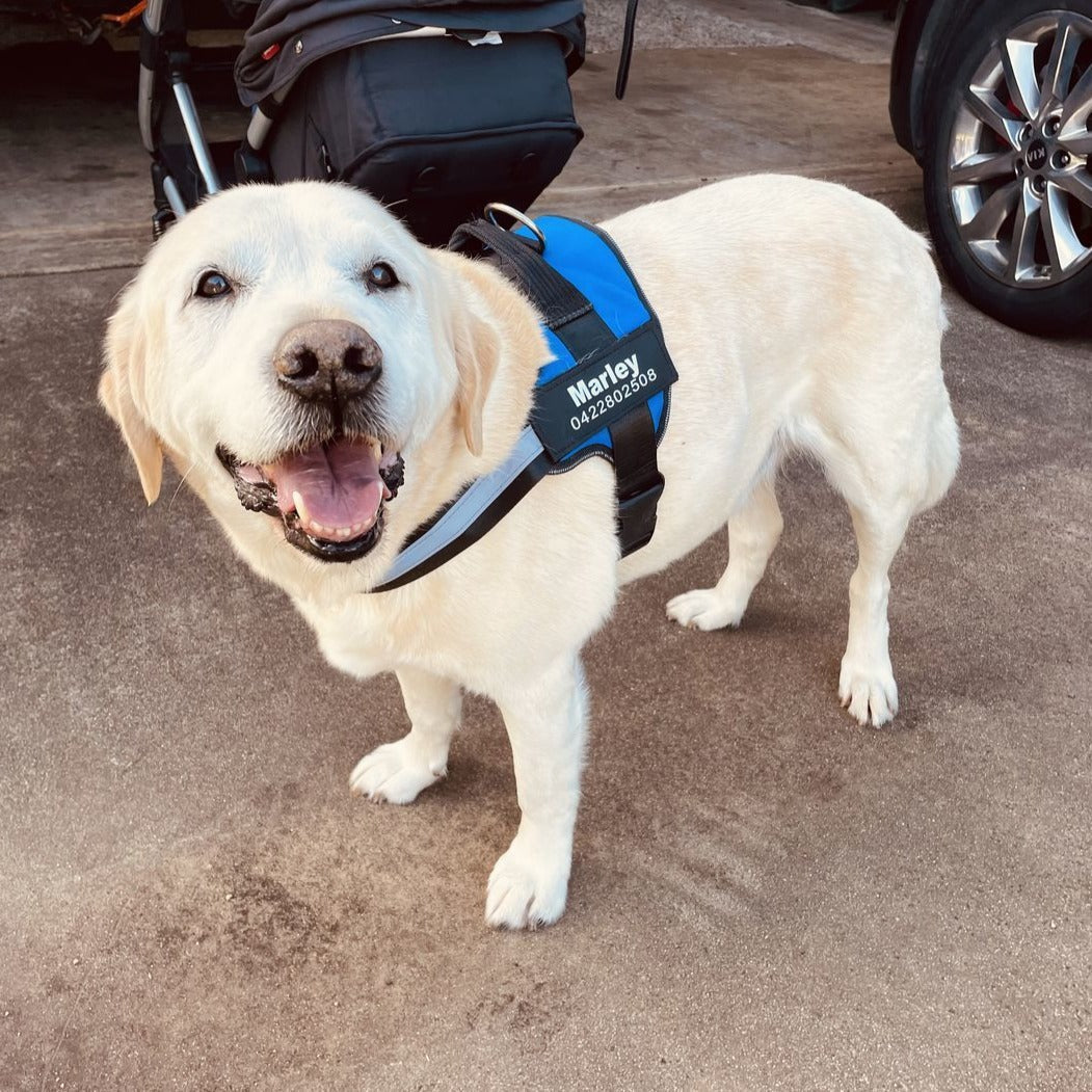 Ultimate Personalized No Pull Dog Harness