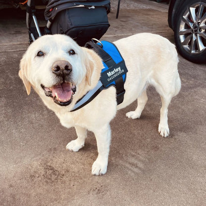 Ultimate Personalized No Pull Dog Harness
